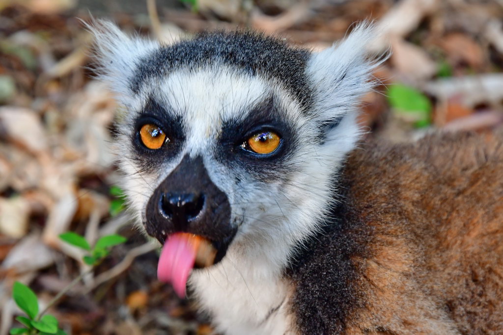 Anja Community Reserve